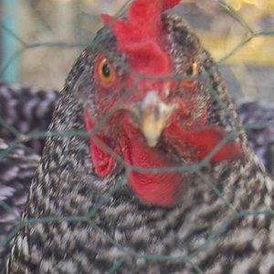 Meet your Posher, Robin